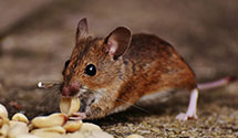 24 Hour & Emergency Exterminators in Branchville, AL
